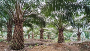 Risiko Redefinisi Sawit Jadi Pohon di KBBI bagi Lingkungan dan Kebijakan Nasional