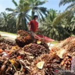 Harga TBS Sawit Jambi Naik, Tembus Rp3.902/Kg untuk Usia Produktif