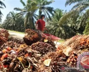 Harga TBS Sawit Jambi Naik, Tembus Rp3.902/Kg untuk Usia Produktif