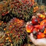 Malaysia Naikkan Mandat Biodiesel ke B15, Permintaan Sawit Bertambah 300.000 Ton per Tahun