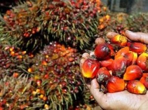 Malaysia Naikkan Mandat Biodiesel ke B15, Permintaan Sawit Bertambah 300.000 Ton per Tahun