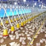 Harga Ayam Anjlok, Kementerian Pertanian RI Minta Produksi DOC dan Pakan Dikendalikan