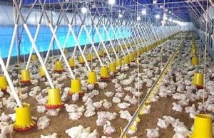 Harga Ayam Anjlok, Kementerian Pertanian RI Minta Produksi DOC dan Pakan Dikendalikan