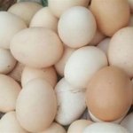 Ini Manfaat Telur Setengah Matang Ayam Kampung dan Risikonya