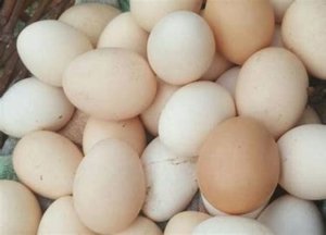 Ini Manfaat Telur Setengah Matang Ayam Kampung dan Risikonya