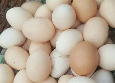 Ini Manfaat Telur Setengah Matang Ayam Kampung dan Risikonya