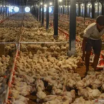 Harga Ayam Hidup Anjlok ke Rp18 Ribu per Kg