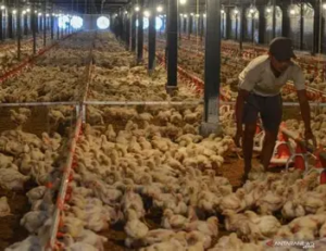 Harga Ayam Hidup Anjlok ke Rp18 Ribu per Kg