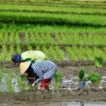 Indonesia Bidik Jadi Superpower Pangan Dunia