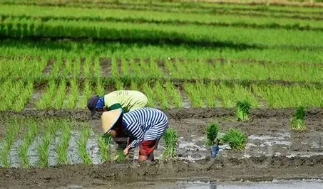Indonesia Bidik Jadi Superpower Pangan Dunia