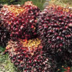 Harga TBS Sawit Jambi Turun Pekan Ini, Usia 10–20 Tahun Jadi Rp3.894/Kg