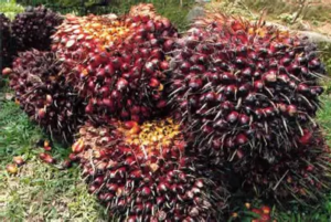 Harga TBS Sawit Jambi Turun Pekan Ini, Usia 10–20 Tahun Jadi Rp3.894/Kg