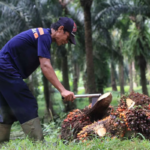 Harga CPO dan Kakao Naik US$ 1.049,58 per Metrik Ton