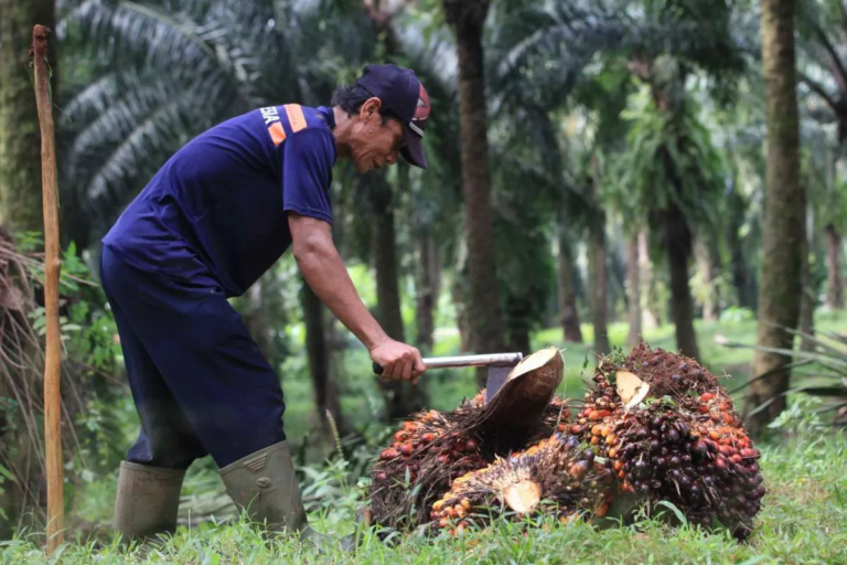 Harga CPO dan Kakao Naik US$ 1.049,58 per Metrik Ton