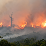 ISPU Jambi Masuk Level Berbahaya, 4.267 Hektare Lahan Terbakar