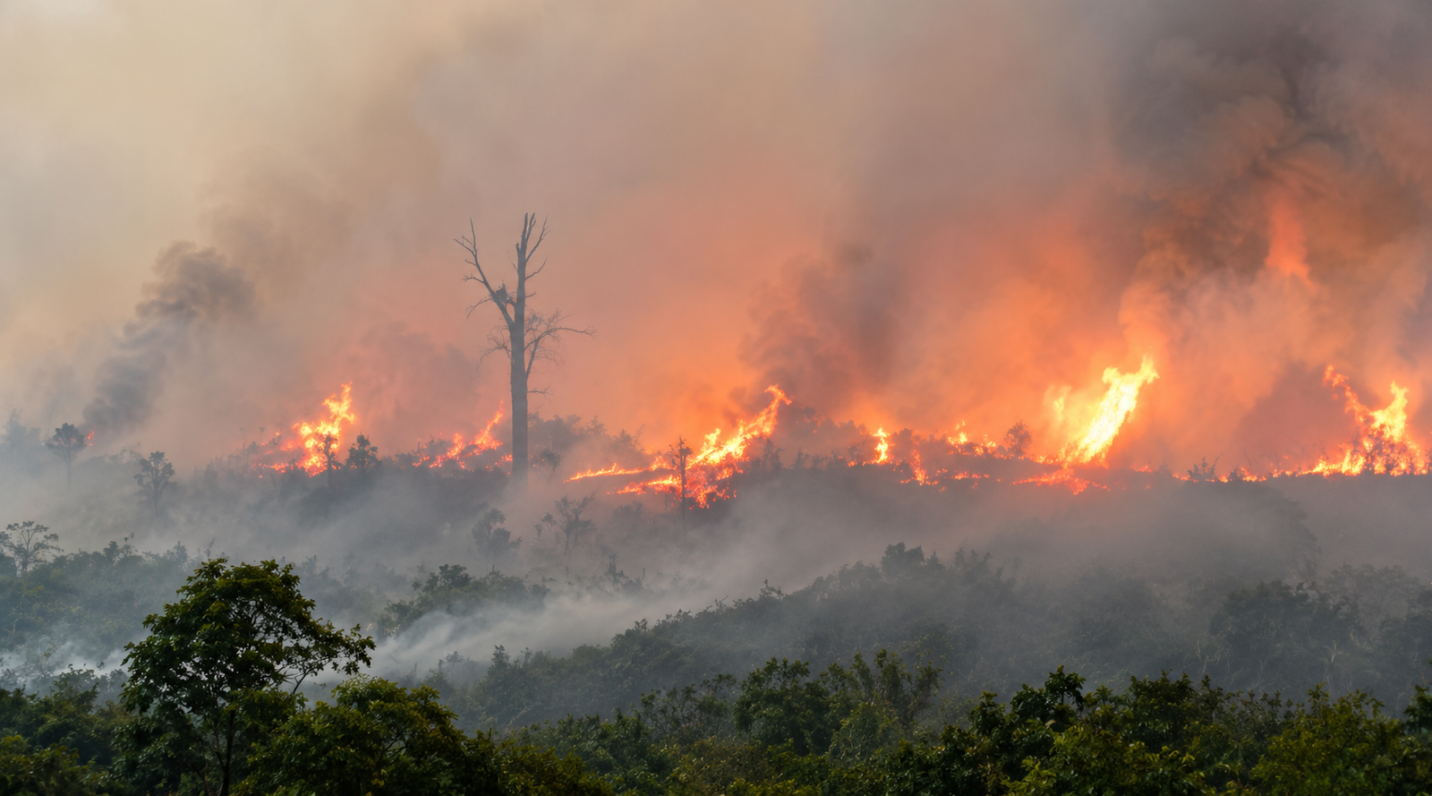 ISPU Jambi Masuk Level Berbahaya, 4.267 Hektare Lahan Terbakar