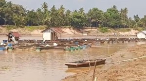 Sungai Batanghari Surut Drastis, Ikan Keramba Mati dan Hamparan Pasir Mulai Muncul