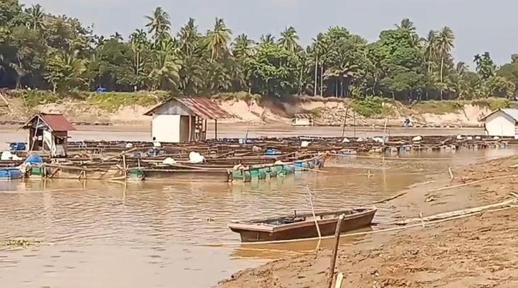 Sungai Batanghari Surut Drastis, Ikan Keramba Mati dan Hamparan Pasir Mulai Muncul