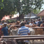 Jelang Hari Raya Kurban, Harga Sapi Melonjak Hingga Rp30 Juta per Ekor