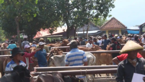 Jelang Hari Raya Kurban, Harga Sapi Melonjak Hingga Rp30 Juta per Ekor