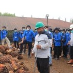 118 Pekebun Jambi Turun Langsung ke Kebun PTPN IV, Pelajari Cara Panen Sawit yang Tepat
