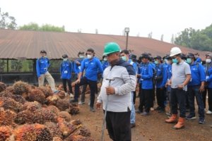 118 Pekebun Jambi Turun Langsung ke Kebun PTPN IV, Pelajari Cara Panen Sawit yang Tepat