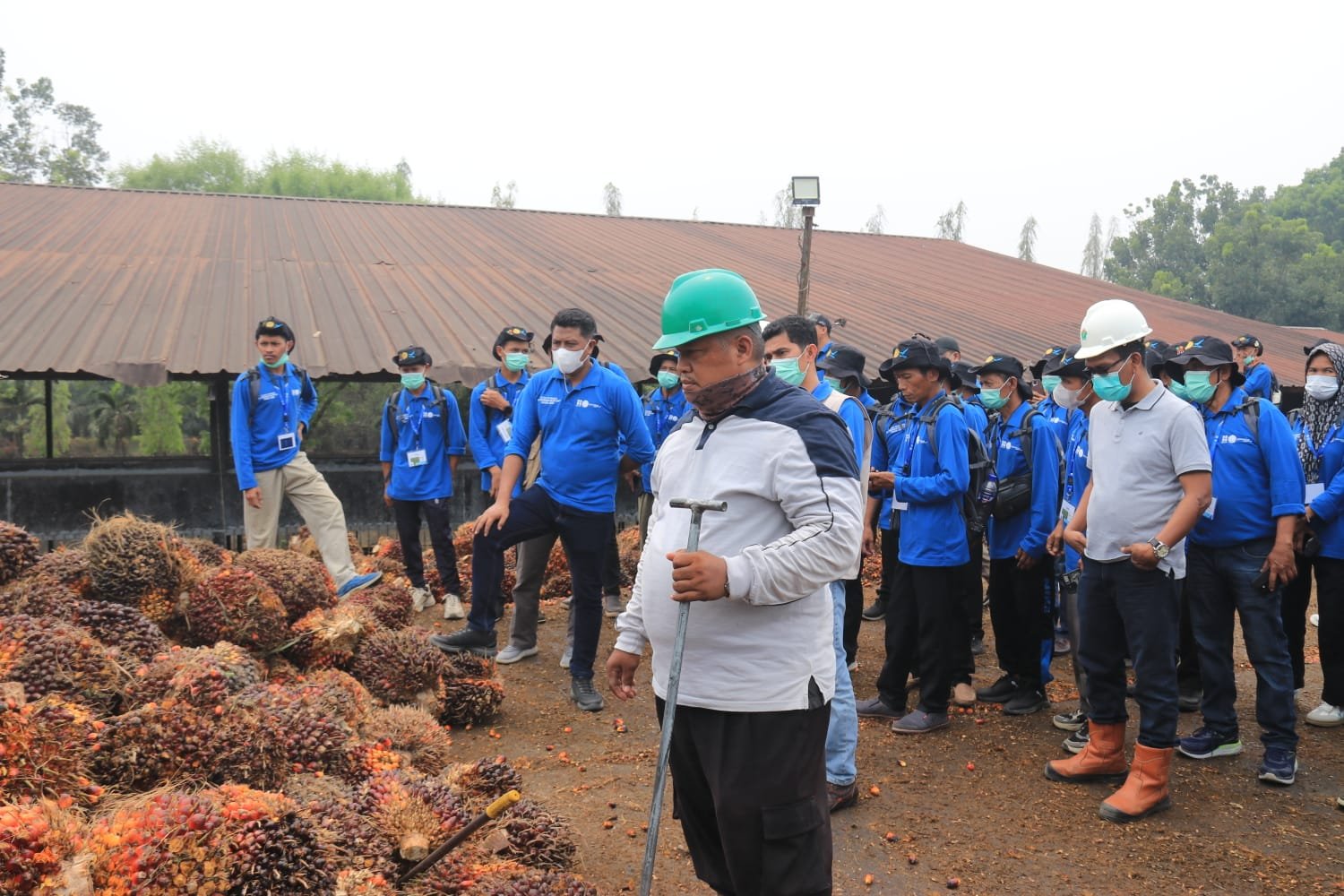 118 Pekebun Jambi Turun Langsung ke Kebun PTPN IV, Pelajari Cara Panen Sawit yang Tepat