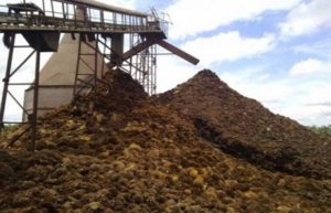 Jangan Dibuang! Limbah Sawit Ternyata Bisa Jadi Ladang Cuan Baru bagi UMKM