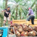 Harga TBS Sawit Jambi Turun Tipis, Usia 10-20 Tahun Kini Rp 3.706 per Kg