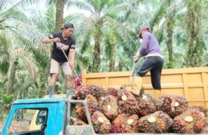 Harga TBS Sawit Jambi Turun Tipis, Usia 10-20 Tahun Kini Rp 3.706 per Kg