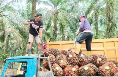 Harga TBS Sawit Jambi Turun Tipis, Usia 10-20 Tahun Kini Rp 3.706 per Kg