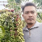 Investasi Merangin Tertinggal, Kopi, Sawit, dan Kulit Manis Bisa Jadi Pintu Hilirisasi