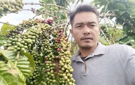 Investasi Merangin Tertinggal, Kopi, Sawit, dan Kulit Manis Bisa Jadi Pintu Hilirisasi