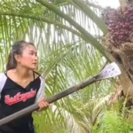 Kebun Sawit Tua di Tebo Perlu Diremajakan, Produktivitas dan Akses Pasar Jadi Penentu