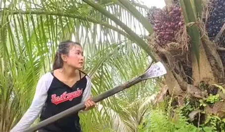 Kebun Sawit Tua di Tebo Perlu Diremajakan, Produktivitas dan Akses Pasar Jadi Penentu