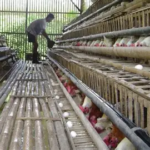 NTP Jambi Tinggi, Tetapi Peternak dan Nelayan Masih Menghadapi Tekanan