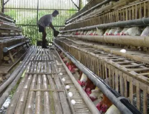 NTP Jambi Tinggi, Tetapi Peternak dan Nelayan Masih Menghadapi Tekanan