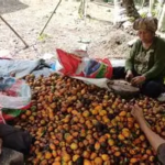 Pinang Betara Kantongi Sertifikat Indikasi Geografis, Peluang Pasar Tanjab Barat Terbuka