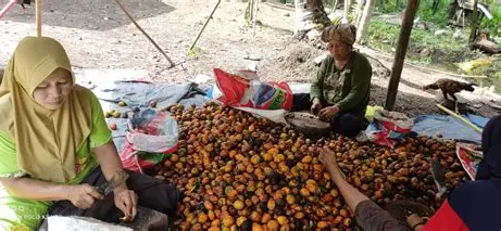Pinang Betara Kantongi Sertifikat Indikasi Geografis, Peluang Pasar Tanjab Barat Terbuka