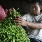 Harga Cabai Merah di Pasar Talang Banjar Turun, Cabe Rawit Hijau Naik