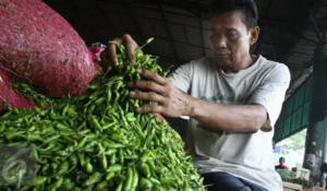 Harga Cabai Merah di Pasar Talang Banjar Turun, Cabe Rawit Hijau Naik