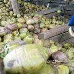 Hilirisasi Kelapa Dibidik, Tanjab Timur Cari Investor Asing untuk Dongkrak Pendapatan Petani