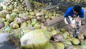 Hilirisasi Kelapa Dibidik, Tanjab Timur Cari Investor Asing untuk Dongkrak Pendapatan Petani
