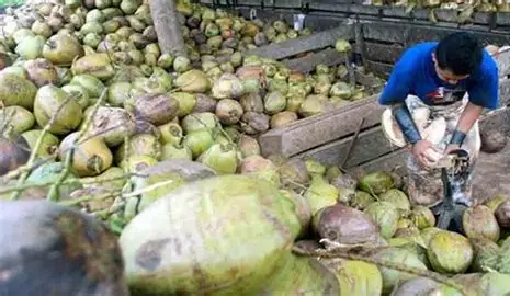 Hilirisasi Kelapa Dibidik, Tanjab Timur Cari Investor Asing untuk Dongkrak Pendapatan Petani