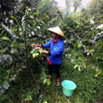 PLN Indonesia Power Resmikan Sekolah Lapang Kopi Liberika di Tanjab Barat