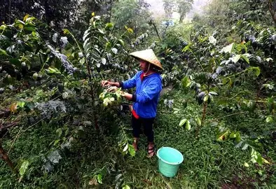 PLN Indonesia Power Resmikan Sekolah Lapang Kopi Liberika di Tanjab Barat