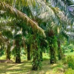 Target PSR Jambi 2026 Capai 7.800 Hektare, Dana Peremajaan Sawit Rp60 Juta per Hektare