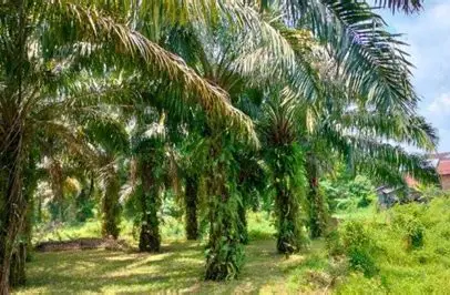 Target PSR Jambi 2026 Capai 7.800 Hektare, Dana Peremajaan Sawit Rp60 Juta per Hektare