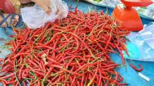 Harga Sembako di Pasar Talang Banjar Jambi 18 September 2026, Cabai Merah Turun