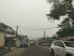 Mengulik Potensi Ekonomi Jelutung Jambi, dari Perdagangan hingga Sektor Jasa